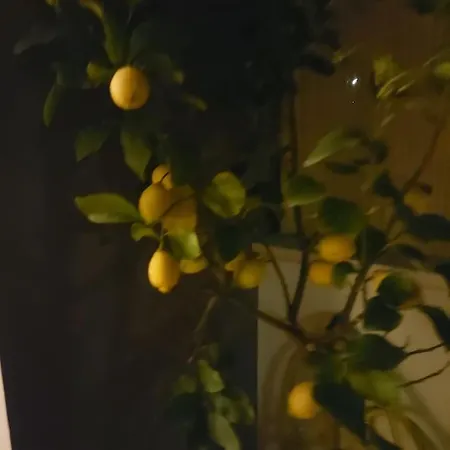 Monolocale Nuova Costruzione Con Giardino 罗马